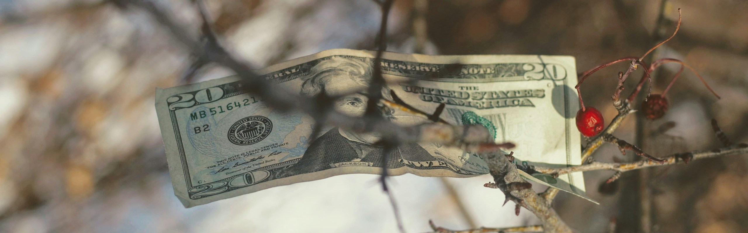 Photo of a banknote attached to a twig