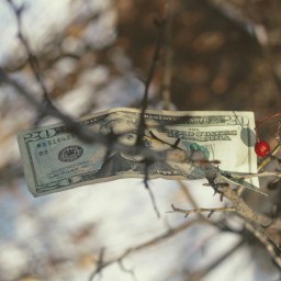 Photo of a banknote attached to a twig